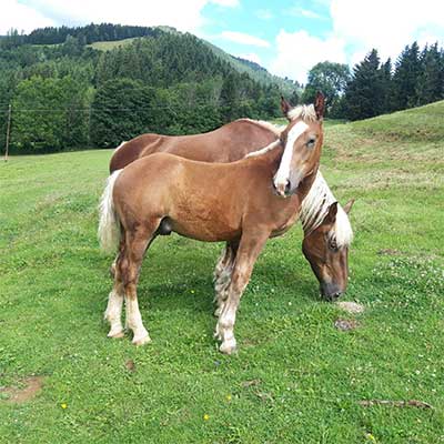 Fuchshengst - Pferd kaufen - Norikerzucht Postgut in Tweng im Lungau