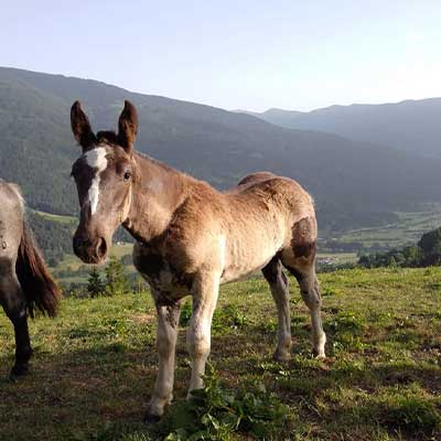 Rappe - Pferd kaufen Norikerzucht Postgut Tweng im Lungau