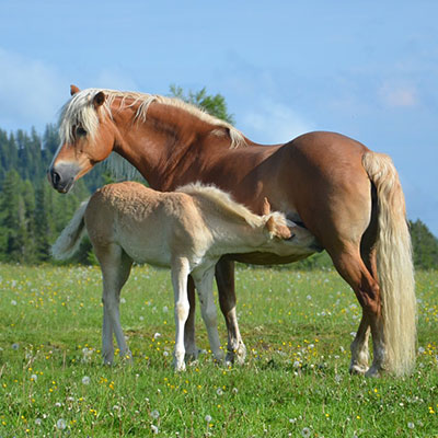 Mehr über den Artikel erfahren Haflingerstute Melody