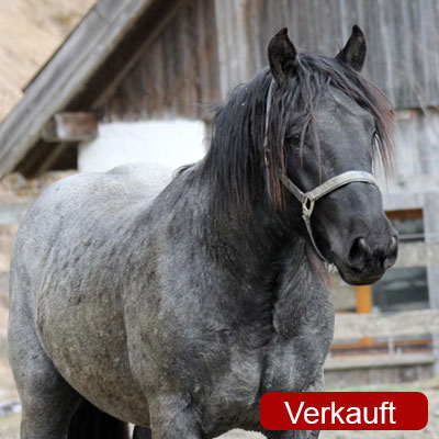 Mehr über den Artikel erfahren Norikerhengst Märchenprinz