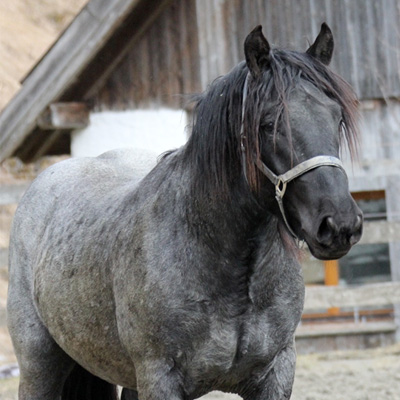 Mehr über den Artikel erfahren Norikerhengst Märchenprinz