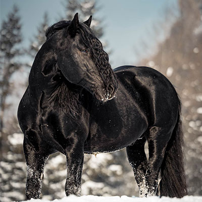 Mehr über den Artikel erfahren Norikerhengst Walzer Nero XV